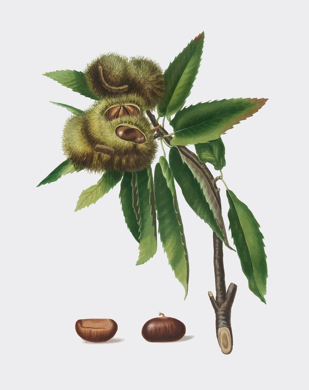 Spanish Chestnut from Pomona Italiana illustration