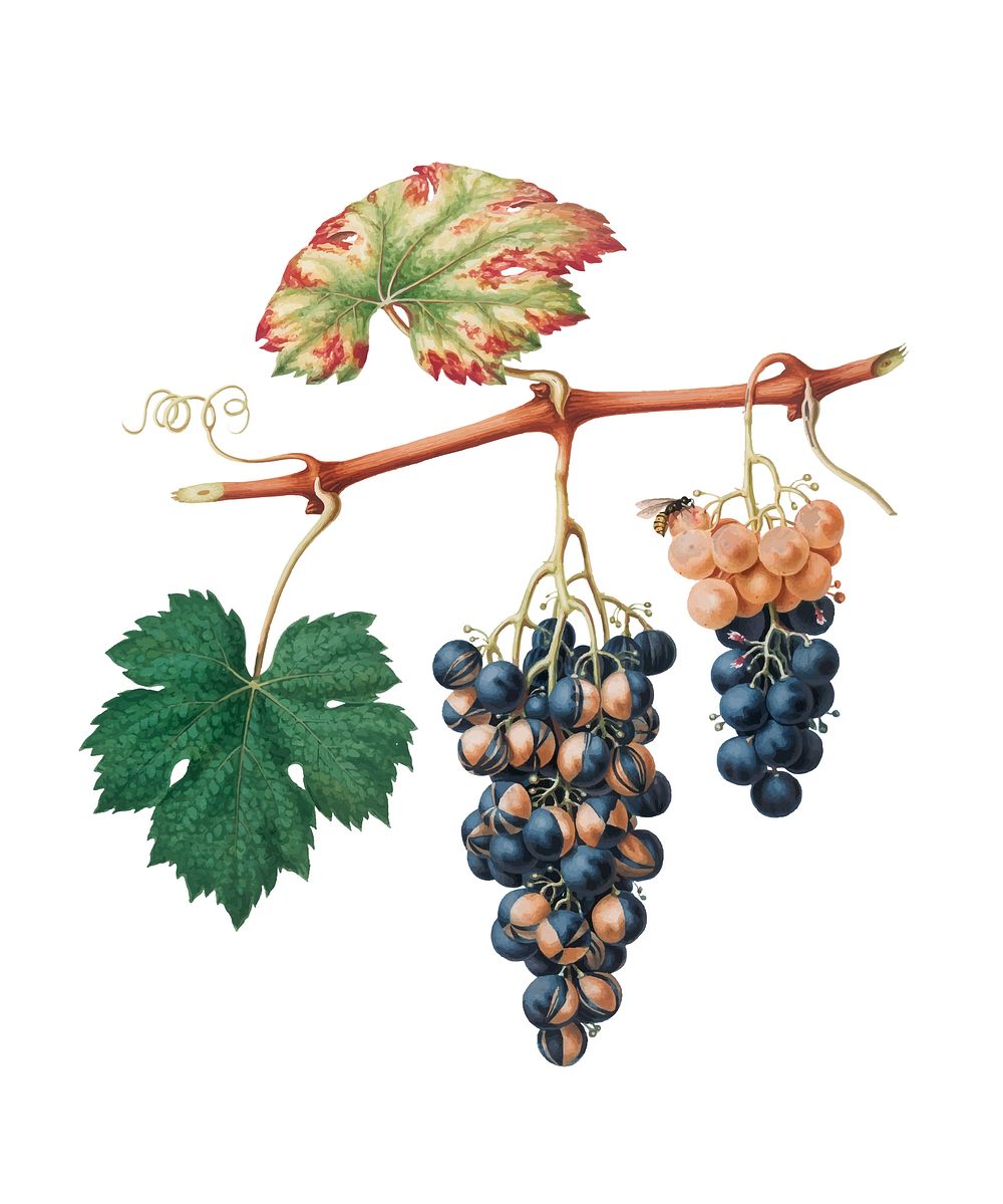 Summer grape from Pomona Italiana (1817 - 1839) by Giorgio Gallesio (1772-1839). Original from New York public library.…