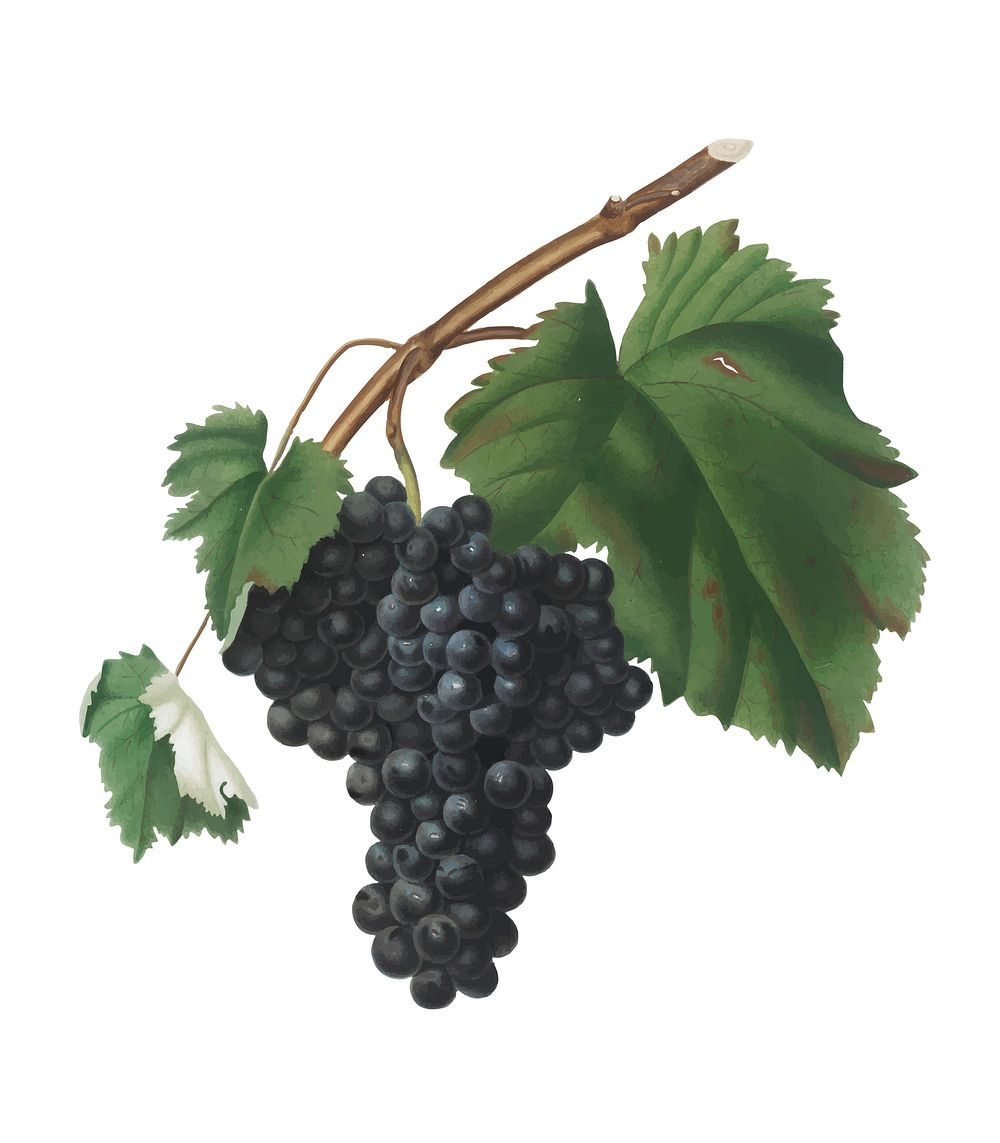 Black Canaiolo grapes from Pomona Italiana (1817-1839) by Giorgio Gallesio (1772-1839). Original from New York public…