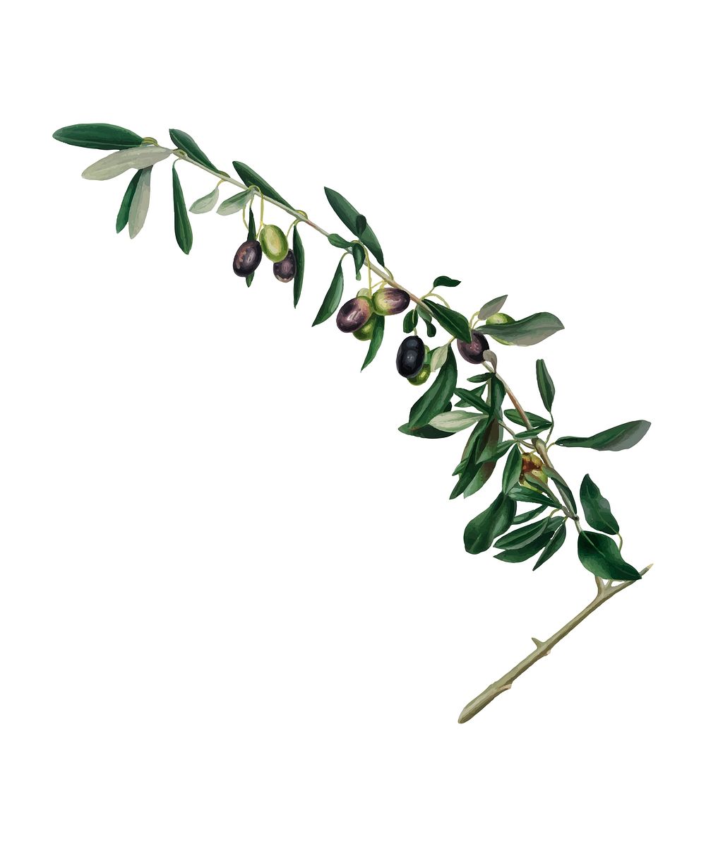 Olives from Pomona Italiana illustration