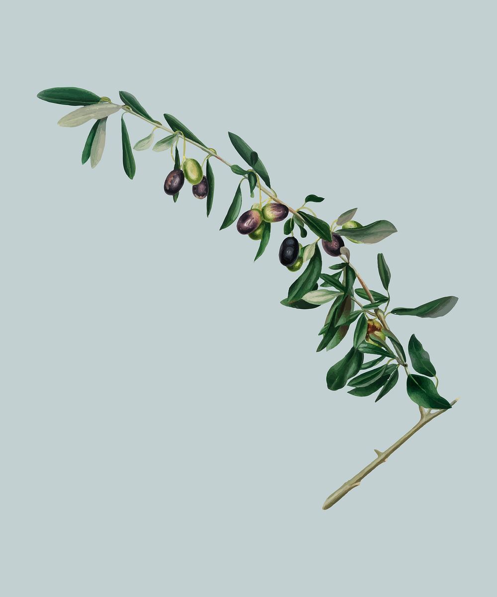 Olives from Pomona Italiana (1817-1839) by Giorgio Gallesio (1772-1839). Original from New York public library. Digitally…
