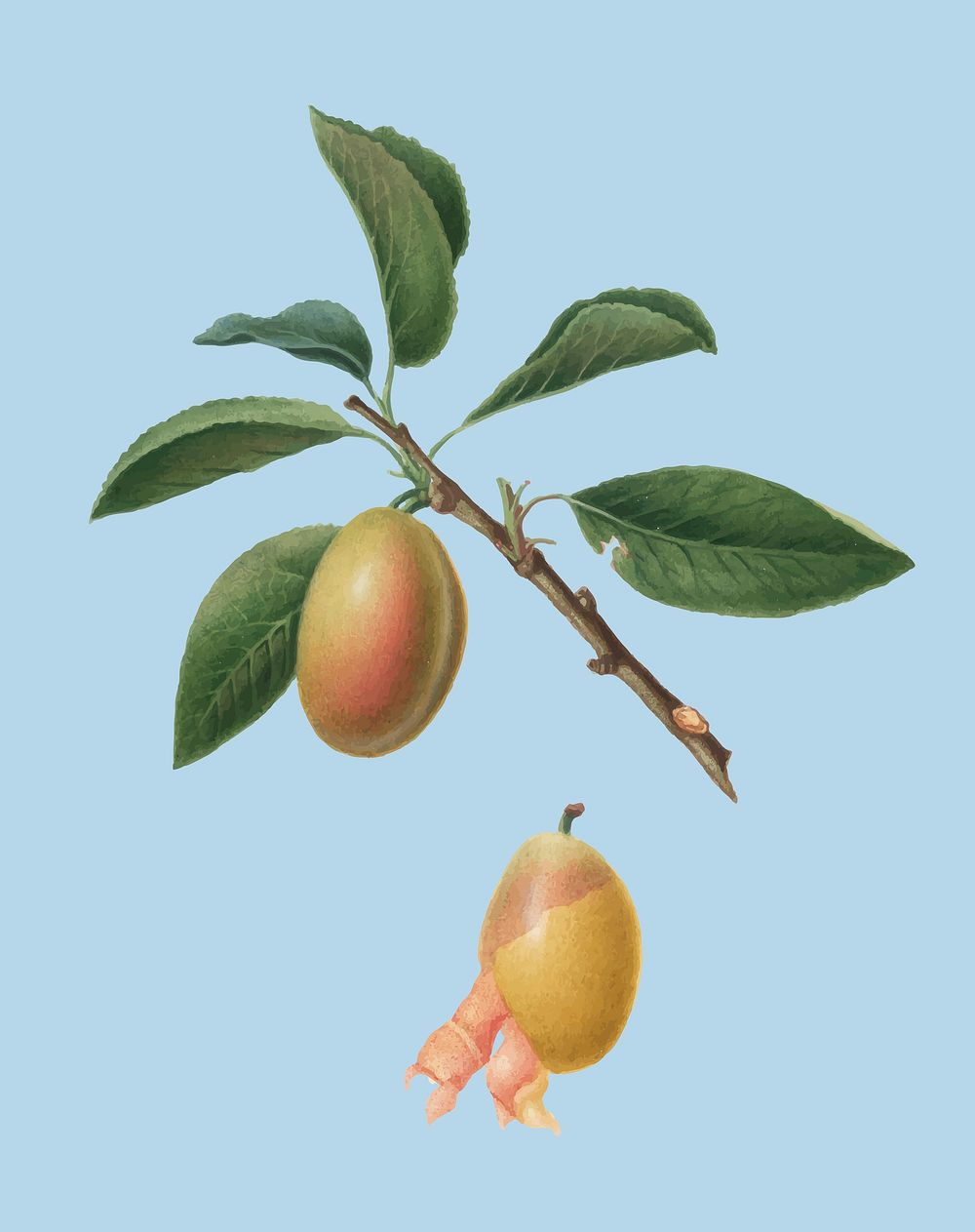 Armenian plum from Pomona Italiana illustration