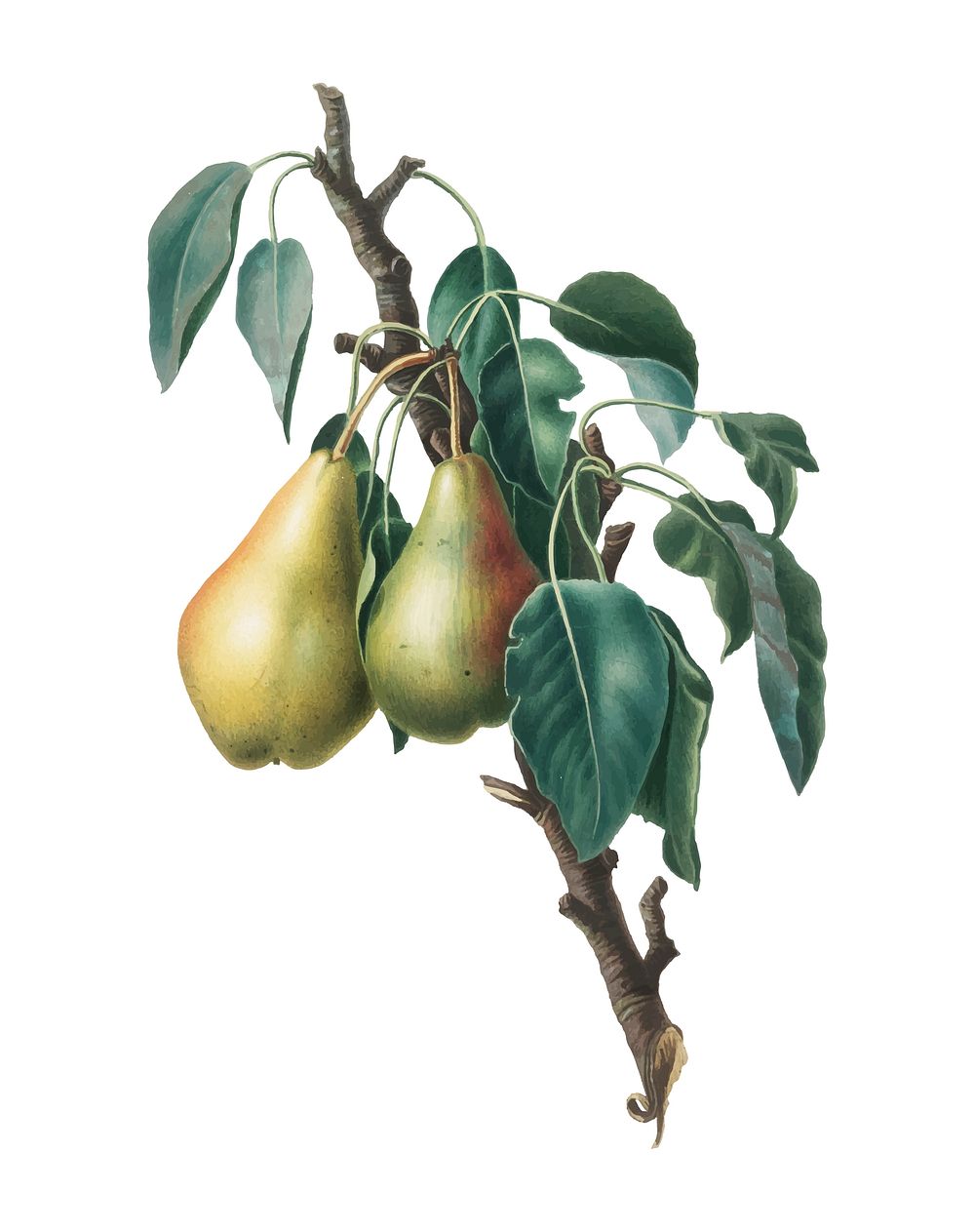 Lemon Pear from Pomona Italiana (1817-1839) by Giorgio Gallesio (1772-1839). Original from New York public library.…