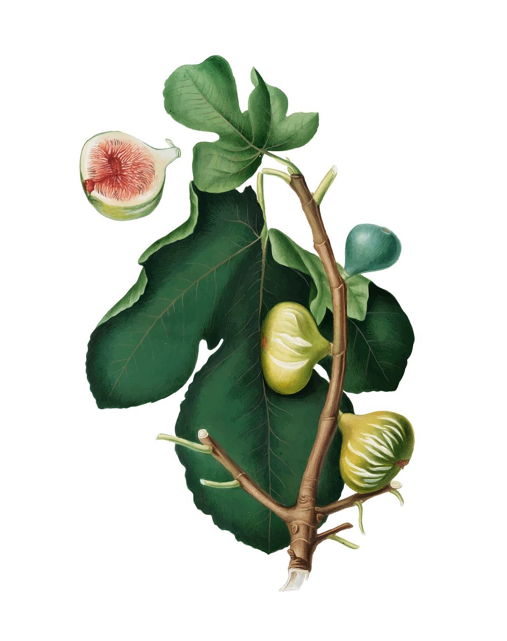 White-peel fig from Pomona Italiana illustration