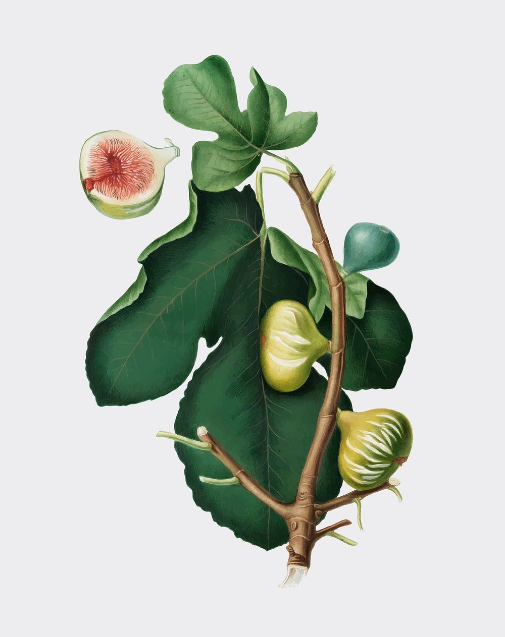 White-peel fig from Pomona Italiana illustration