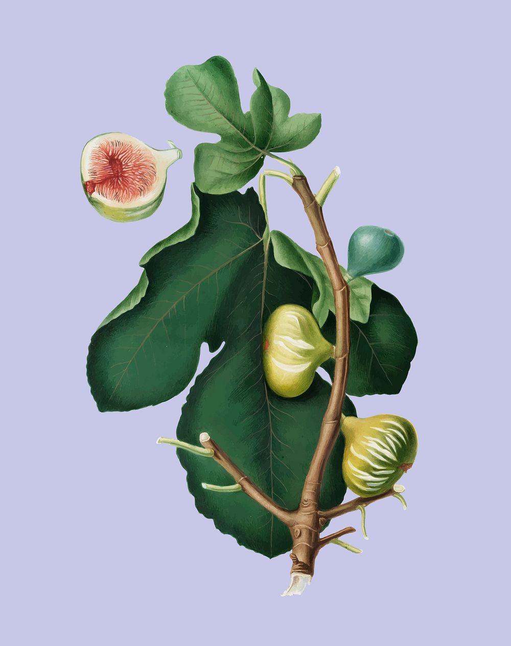 White-peel fig from Pomona Italiana (1817-1839) by Giorgio Gallesio (1772-1839). Original from New York public library.…