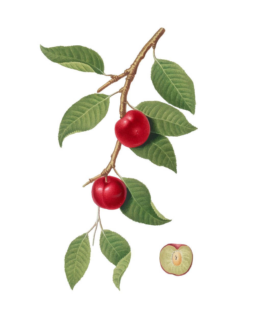 Cherry Plum from Pomona Italiana (1817-1839) by Giorgio Gallesio (1772-1839). Original from New York public library.…