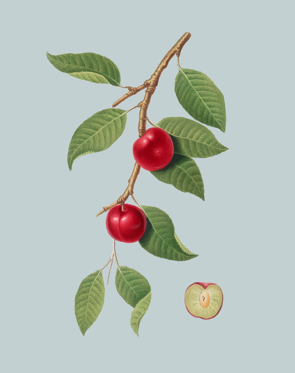Cherry Plum from Pomona Italiana illustration