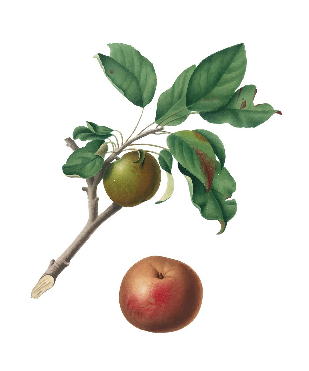 Apple from Pomona Italiana (1817-1839) by Giorgio Gallesio (1772-1839). Original from New York public library. Digitally…