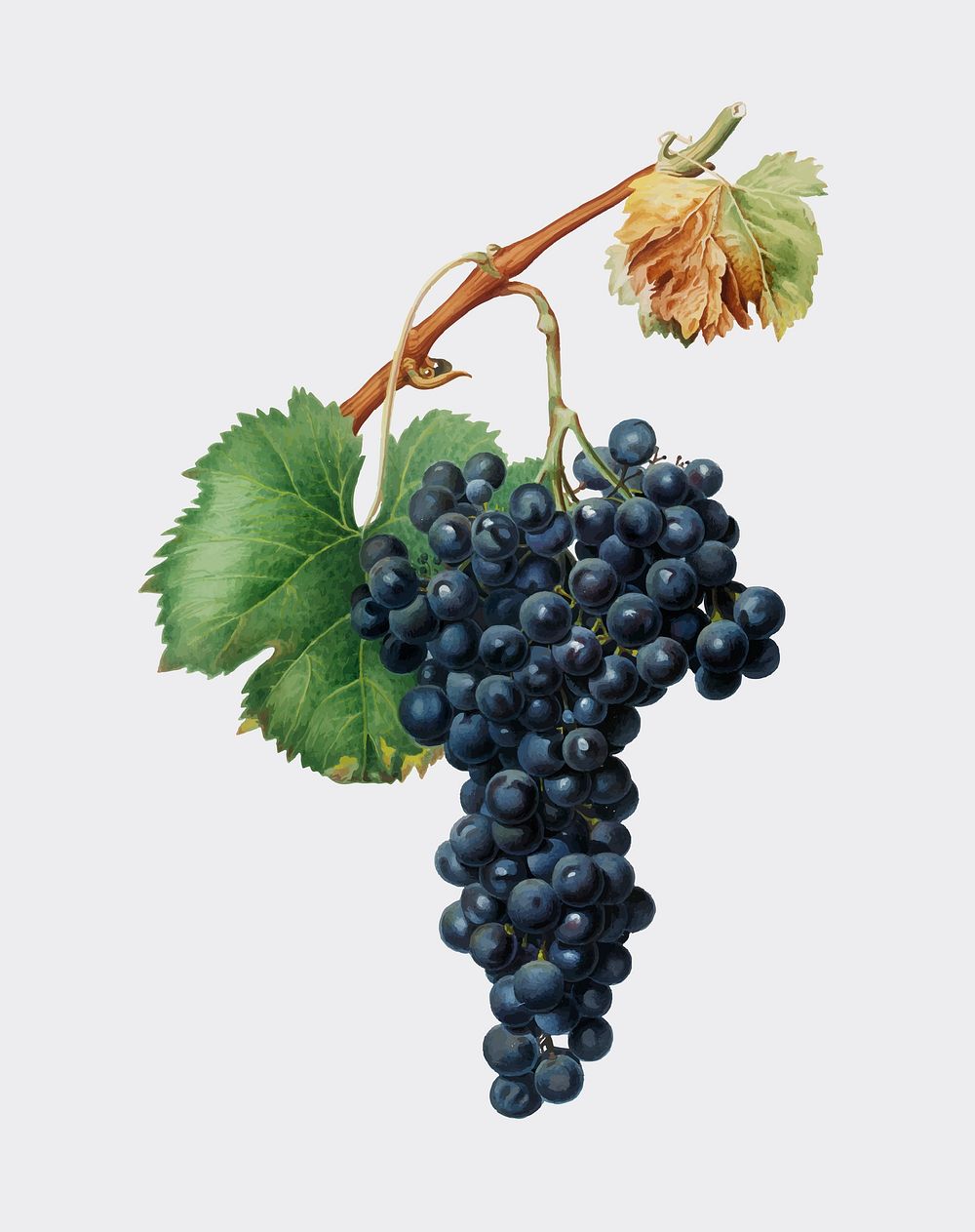 Grape Spanna from Pomona Italiana (1817 - 1839) by Giorgio Gallesio (1772-1839). Original from New York public library.…