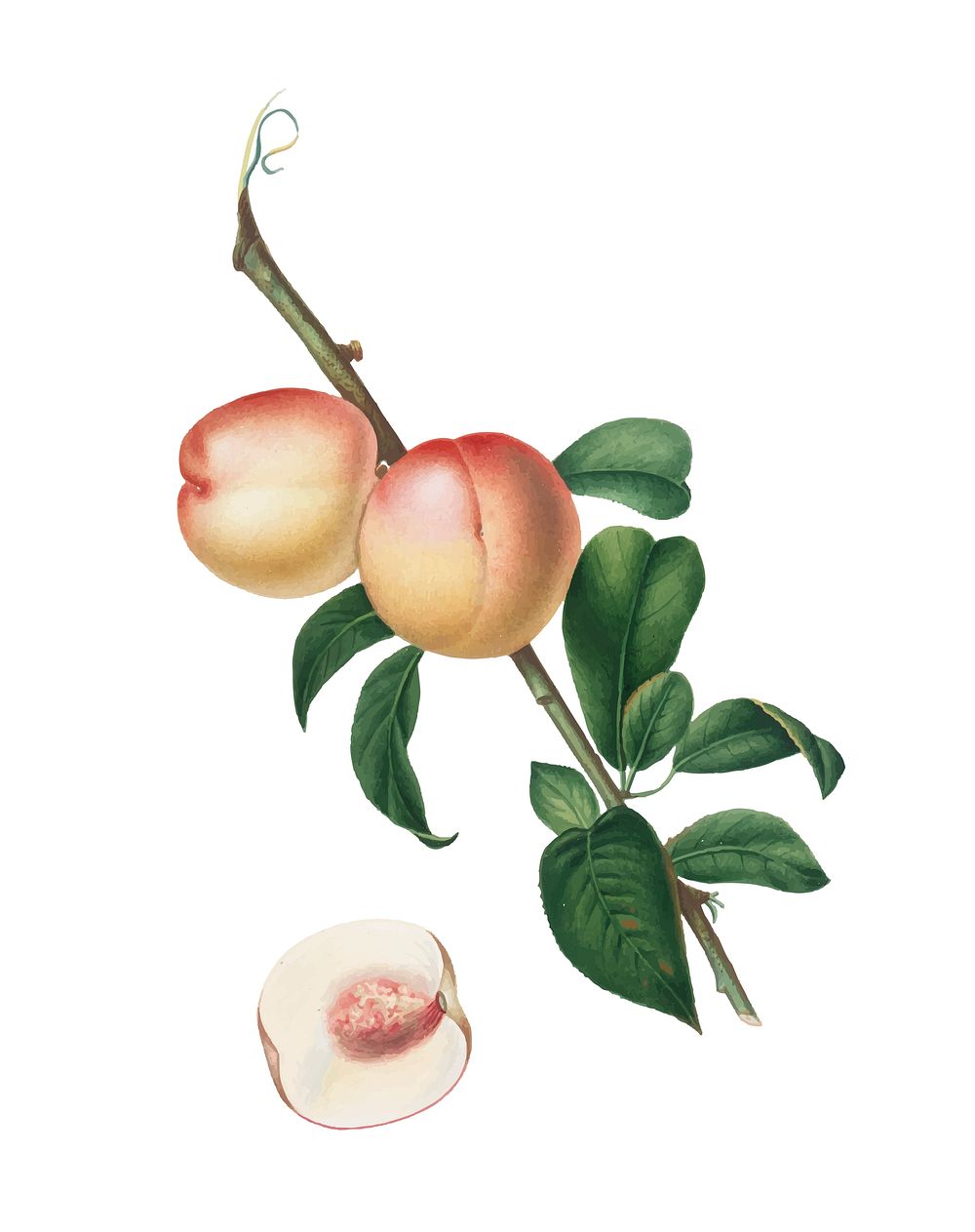 White walnut from Pomona Italiana (1817-1839) by Giorgio Gallesio (1772-1839). Original from New York public library.…