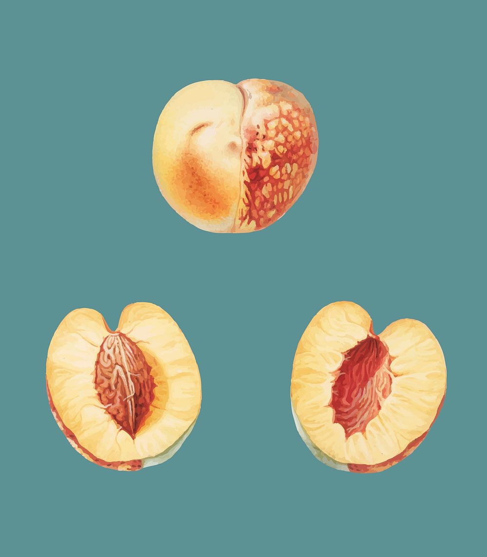 Nectarine from Pomona Italiana illustration