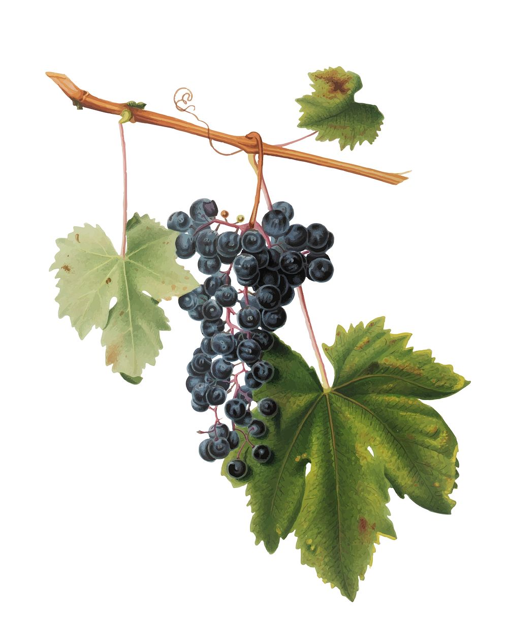 Grape Colorino from Pomona Italiana illustration