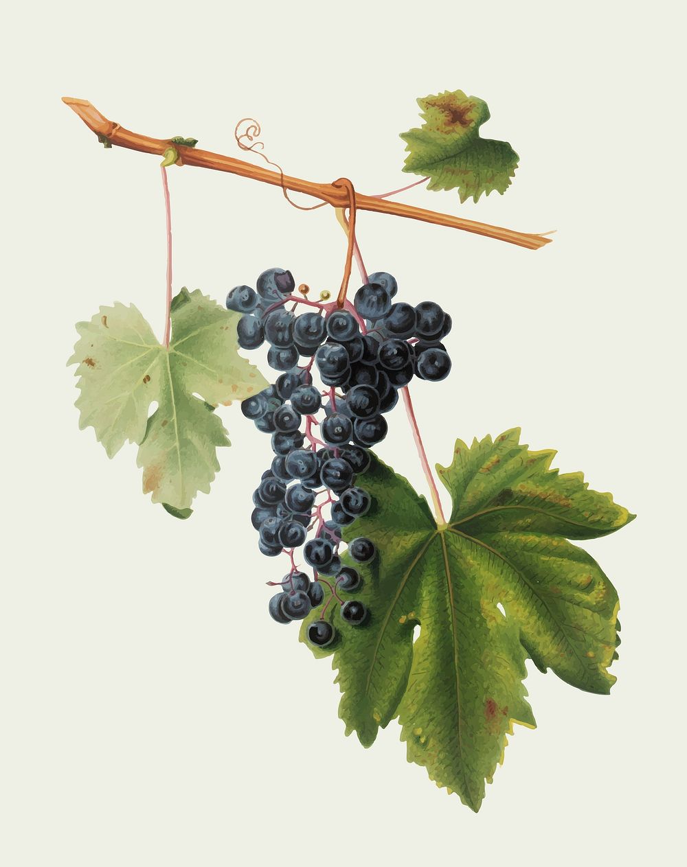 Grape Colorino from Pomona Italiana (1817 - 1839) by Giorgio Gallesio (1772-1839). Original from New York public library.…