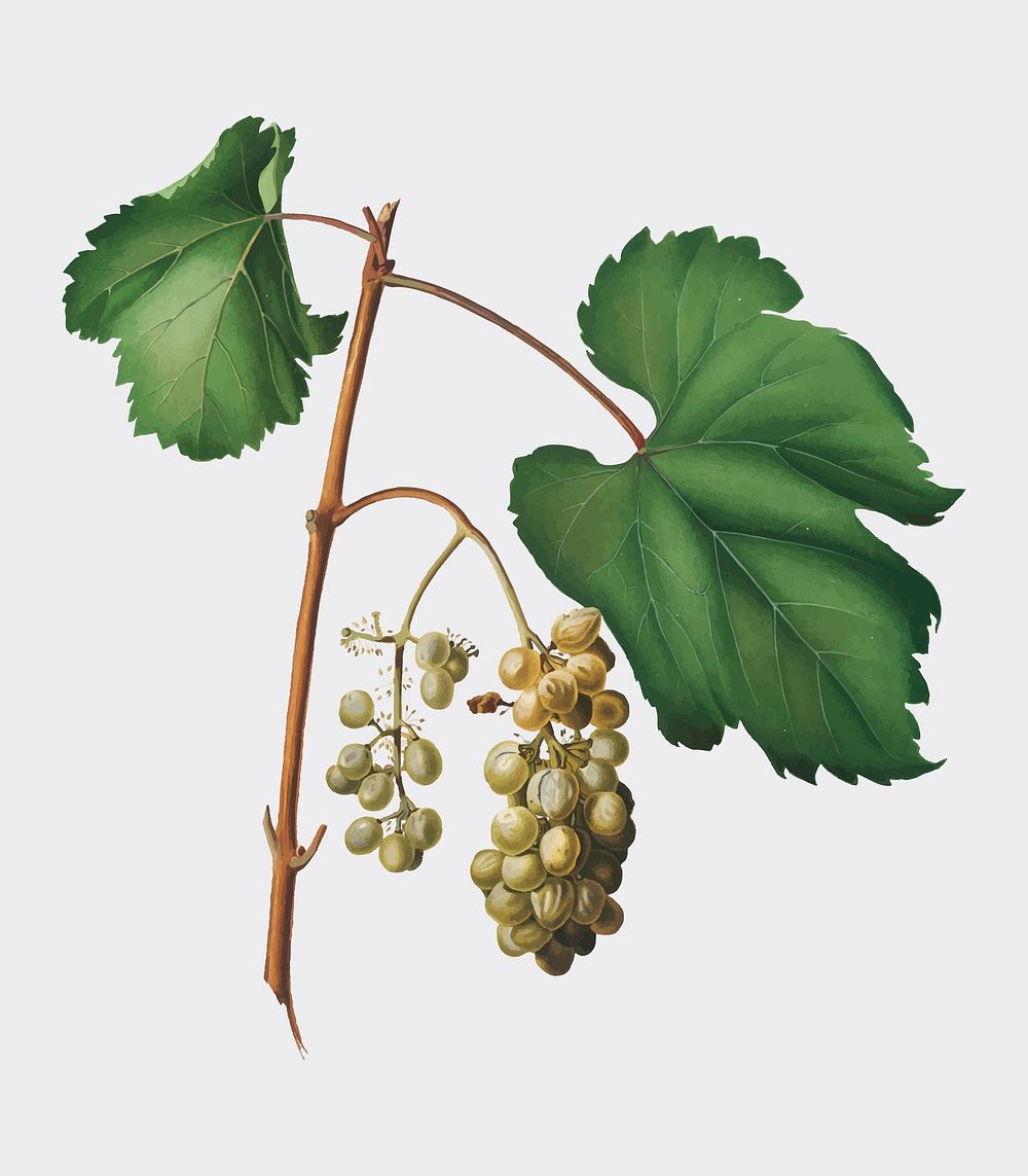 Friuili grape from Pomona Italiana (1817 - 1839) by Giorgio Gallesio (1772-1839). Original from New York public library.…