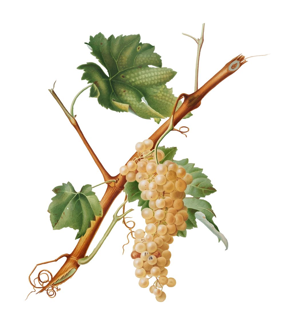 Vermentino grapes from Pomona Italiana (1817 - 1839) by Giorgio Gallesio (1772-1839). Original from New York public library.…