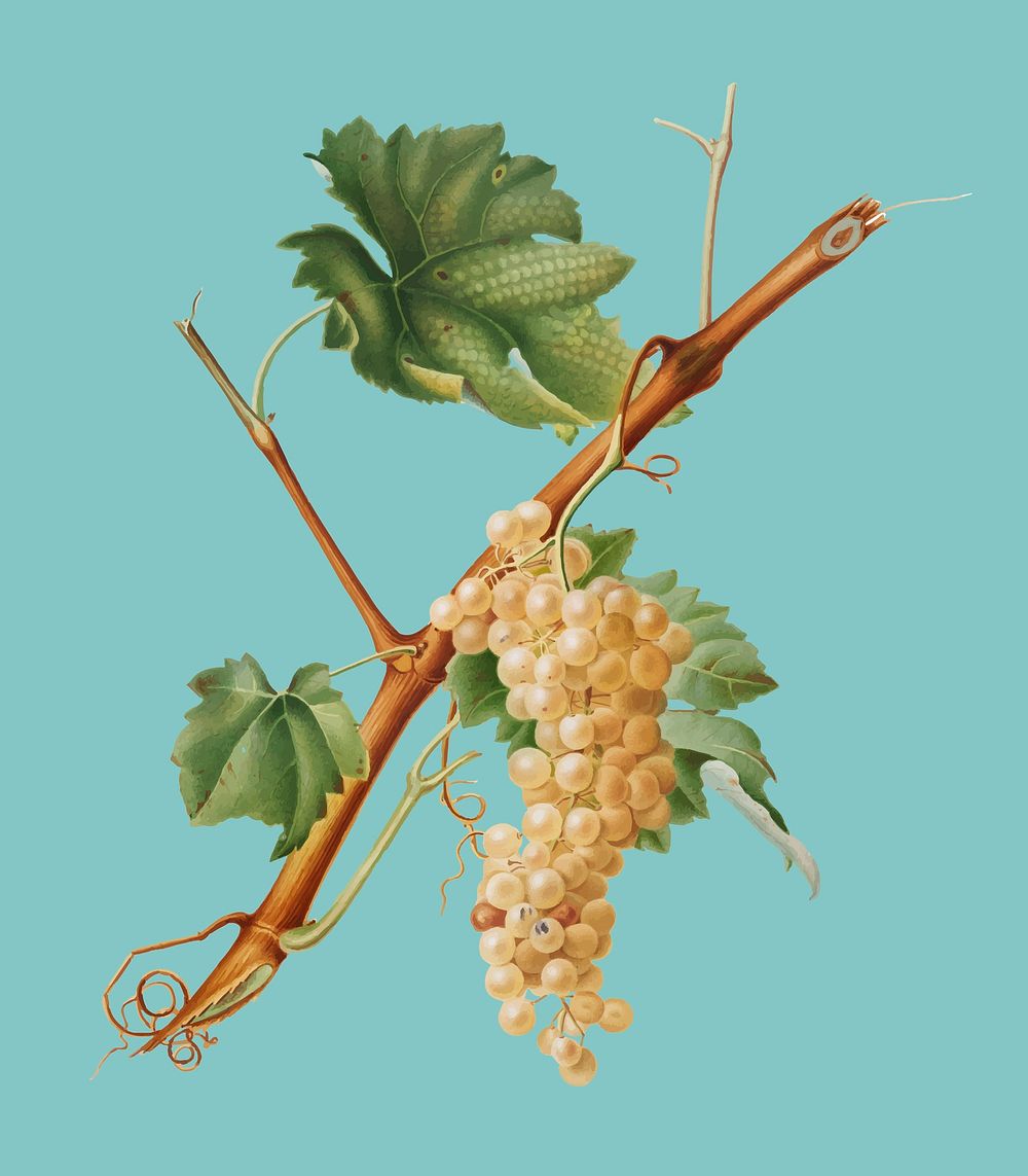 Vermentino grapes from Pomona Italiana (1817 - 1839) by Giorgio Gallesio (1772-1839). Original from New York public library.…
