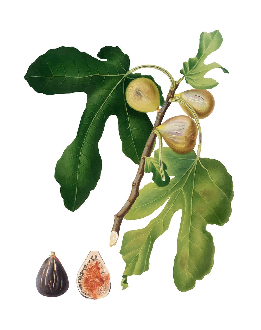 Figs from Pomona Italiana (1817-1839) by Giorgio Gallesio (1772-1839). Original from New York public library. Digitally…