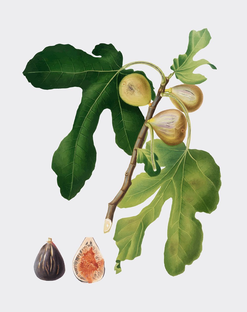 Figs from Pomona Italiana illustration