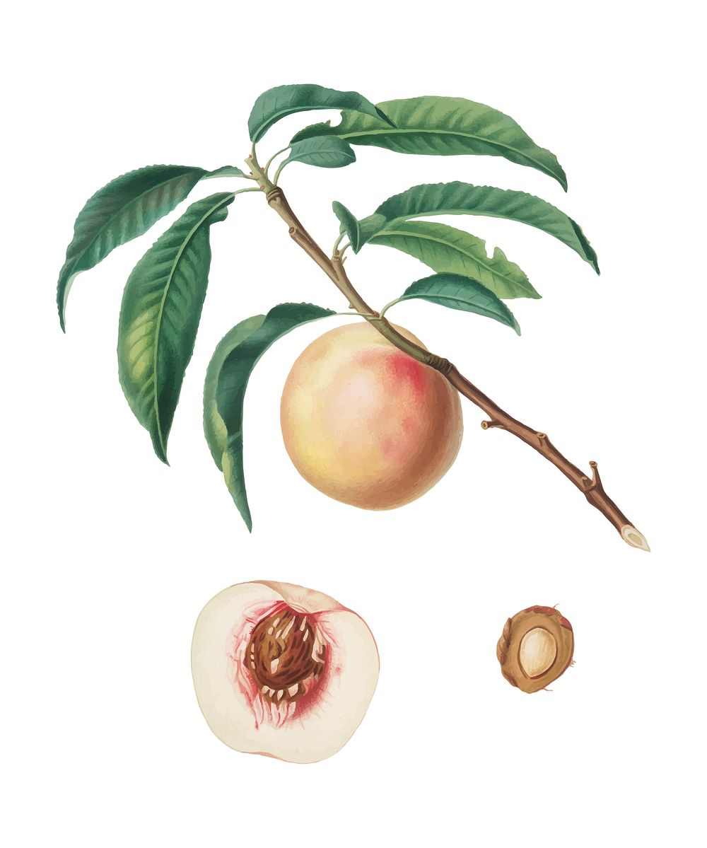 White speckled Peach from Pomona Italiana (1817-1839) by Giorgio Gallesio (1772-1839). Original from New York public…