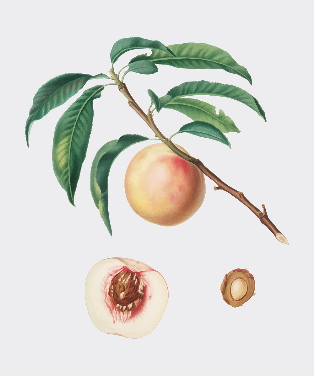 White speckled Peach from Pomona Italiana (1817-1839) by Giorgio Gallesio (1772-1839). Original from New York public…