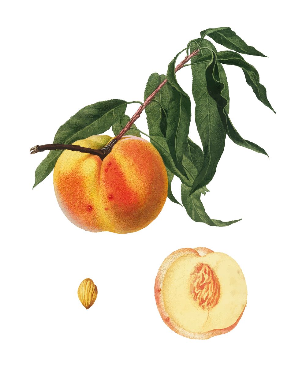 Peach from Pomona Italiana (1817-1839) by Giorgio Gallesio (1772-1839). Original from New York public library. Digitally…