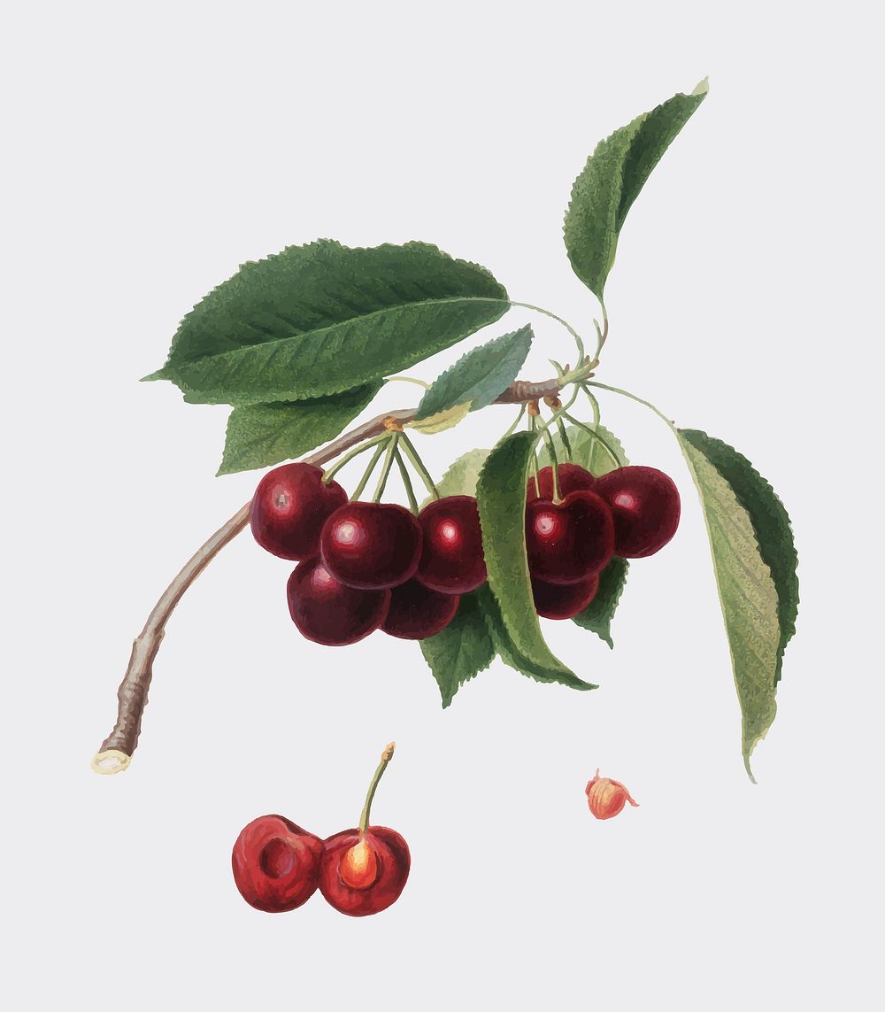 Cherry from Pomona Italiana (1817 - 1839) by Giorgio Gallesio (1772-1839). Original from New York public library. Digitally…