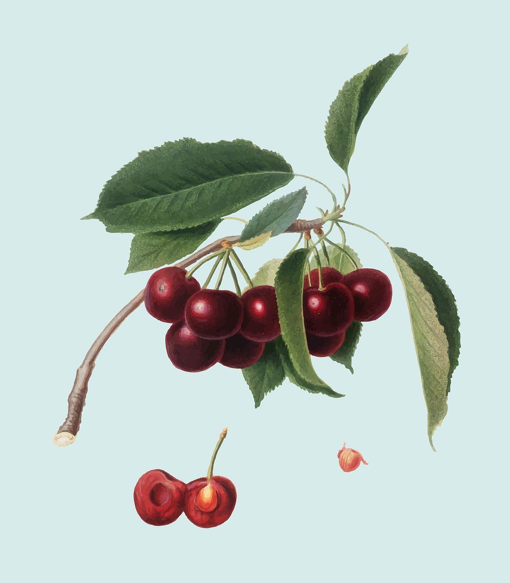 Cherry from Pomona Italiana illustration