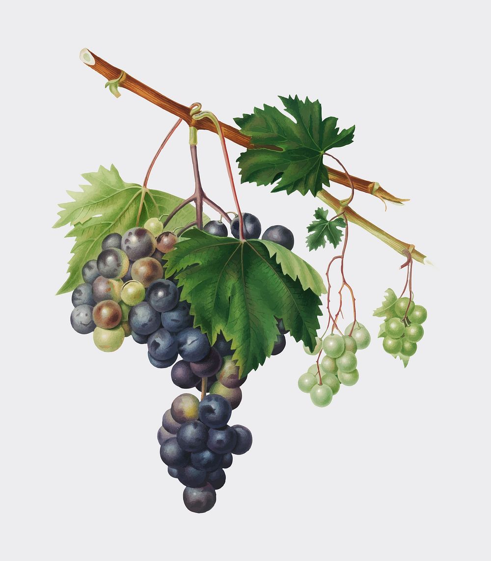 Grape from Ischia from Pomona Italiana (1817 - 1839) by Giorgio Gallesio (1772-1839). Original from New York public library.…