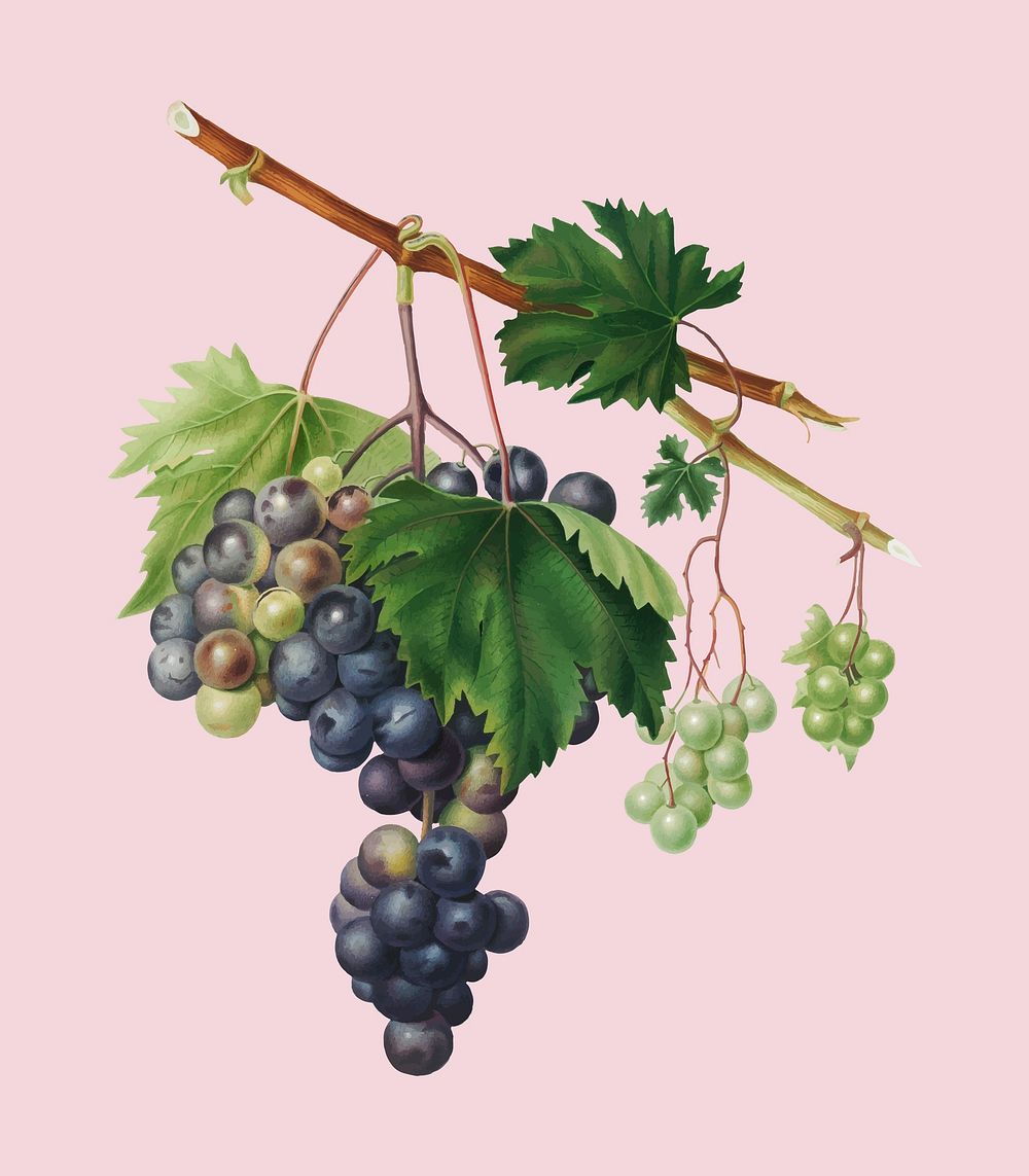 Grape from Ischia from Pomona Italiana (1817 - 1839) by Giorgio Gallesio (1772-1839). Original from New York public library.…
