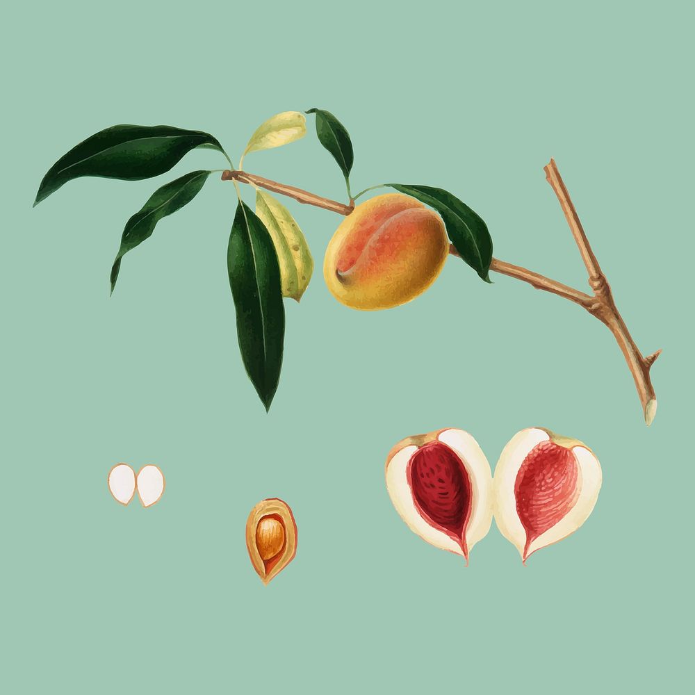 Peach from Pomona Italiana (1817-1839) by Giorgio Gallesio (1772-1839). Original from New York public library. Digitally…