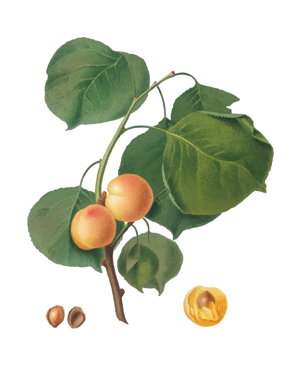 Yellow apricot from Pomona Italiana (1817-1839) by Giorgio Gallesio (1772-1839). Original from New York public library.…