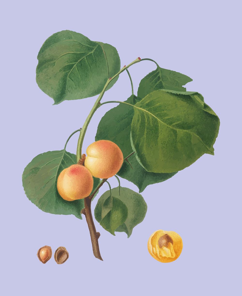 Yellow apricot from Pomona Italiana illustration