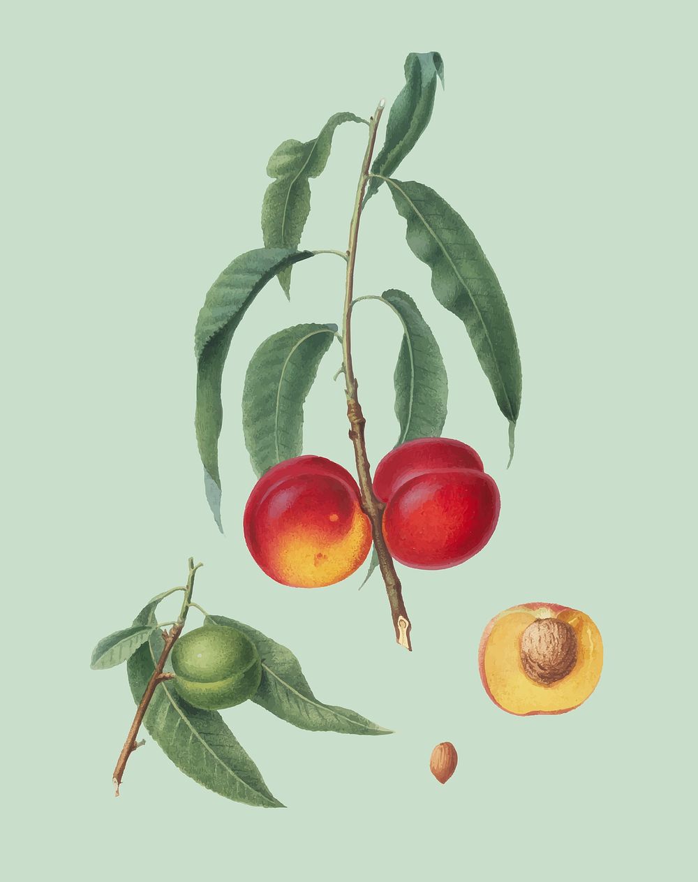 Walnut peach from Pomona Italiana (1817-1839) by Giorgio Gallesio (1772-1839). Original from New York public library.…