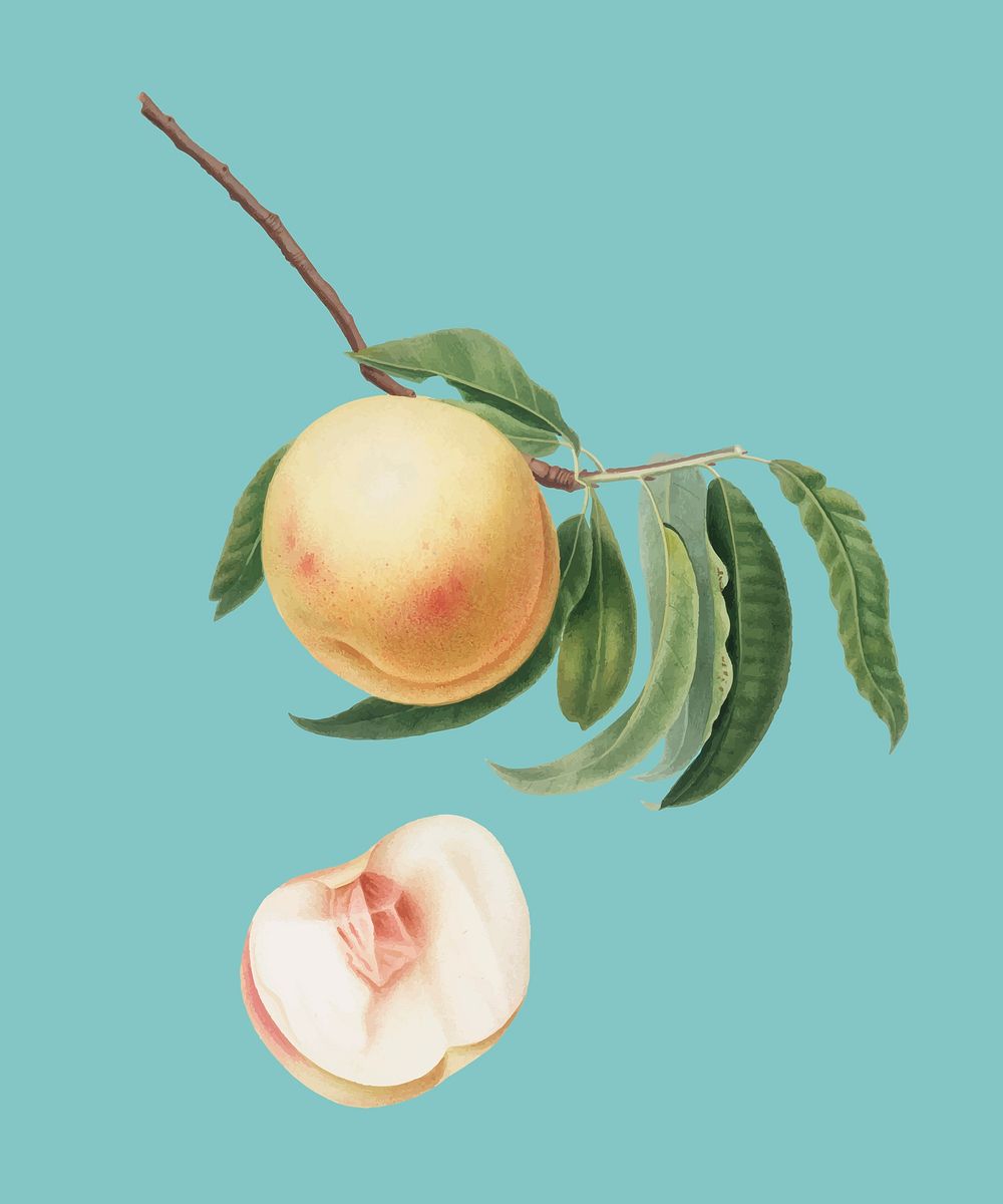 Duracina peach from Pomona Italiana illustration