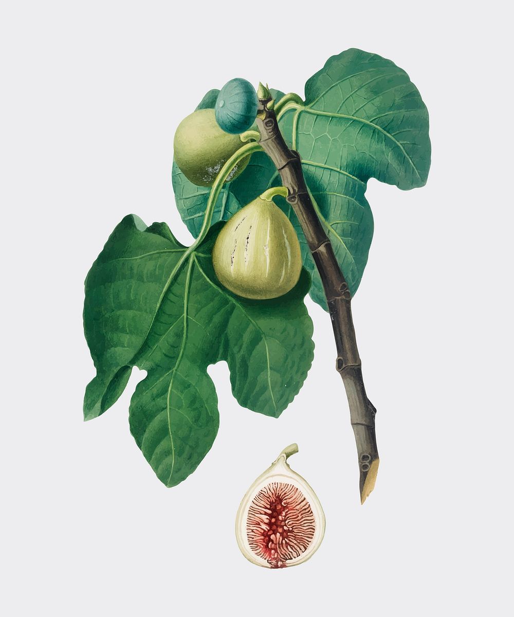 Fig from Pomona Italiana illustration