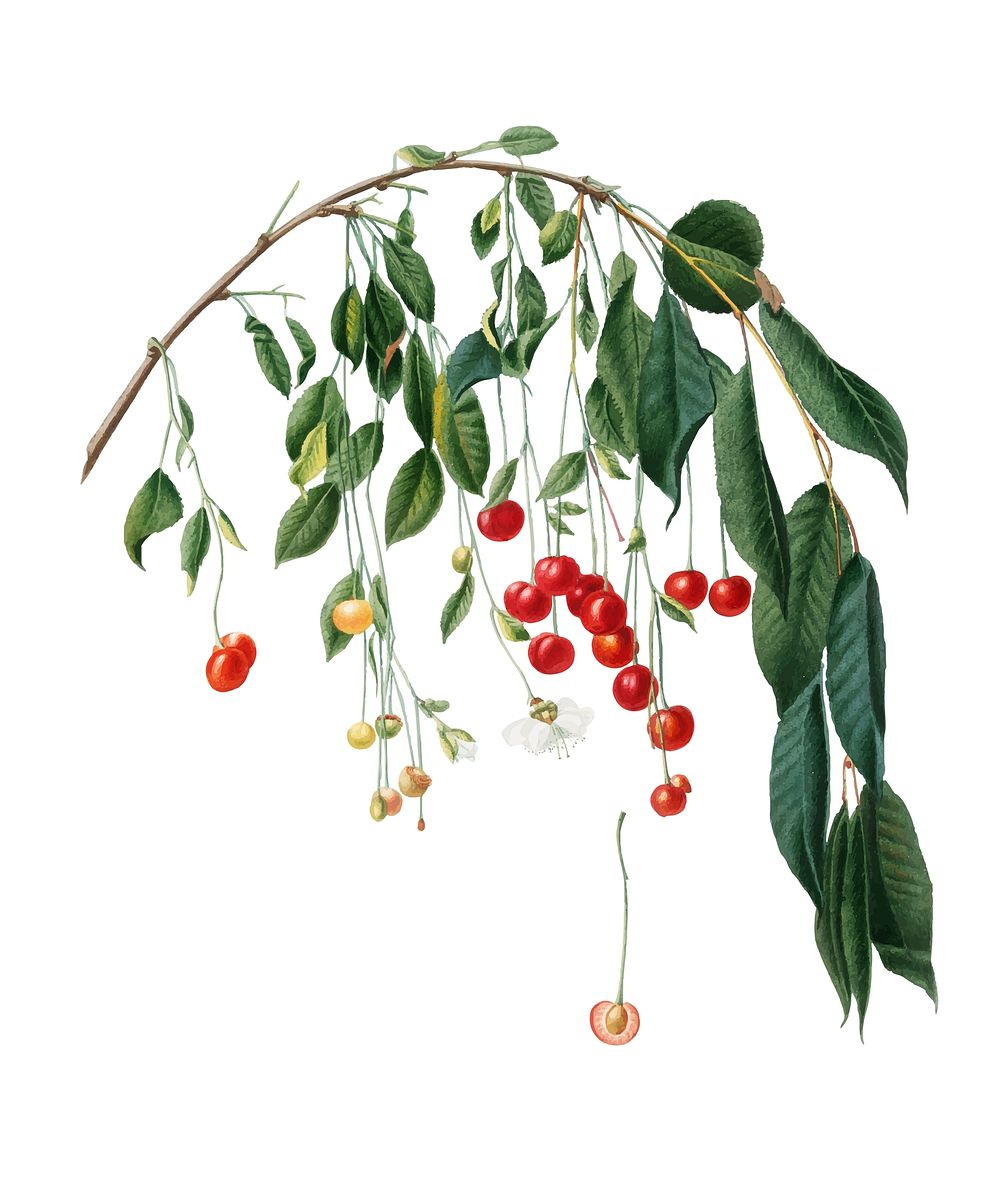 Visciola Cherries from Pomona Italiana (1817 - 1839) by Giorgio Gallesio (1772-1839). Original from New York public library.…