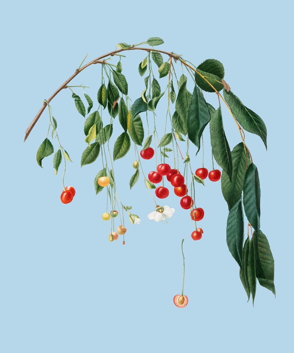 Visciola Cherries from Pomona Italiana (1817 - 1839) by Giorgio Gallesio (1772-1839). Original from New York public library.…