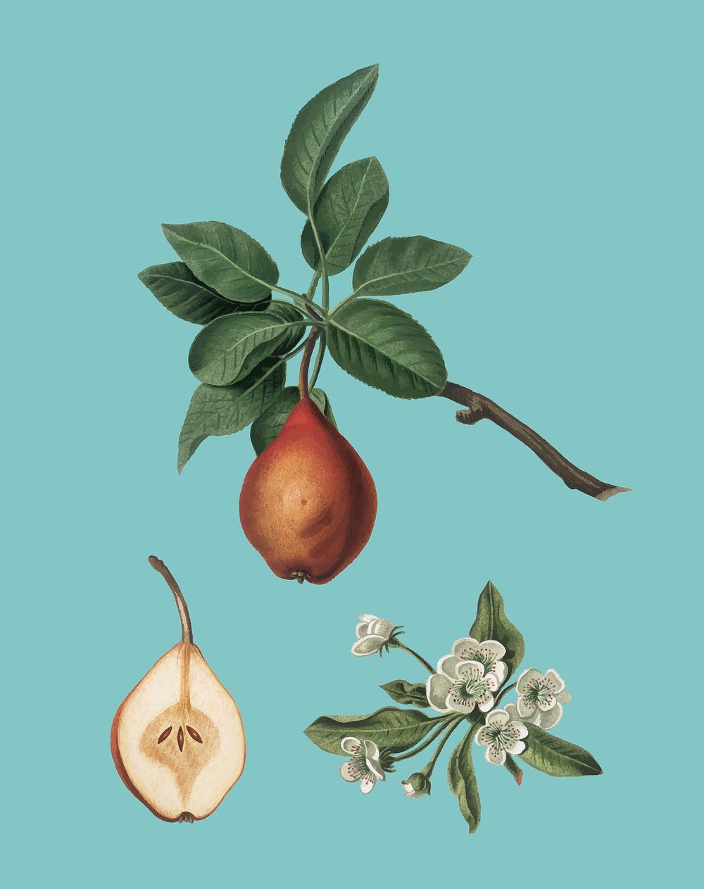 Pear from Pomona Italiana (1817-1839) by Giorgio Gallesio (1772-1839). Original from New York public library. Digitally…