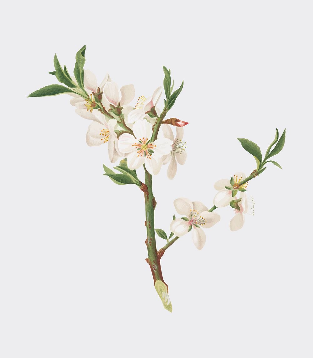 Almond tree flower from Pomona Italiana (1817 - 1839) by Giorgio Gallesio (1772-1839). Original from New York public…