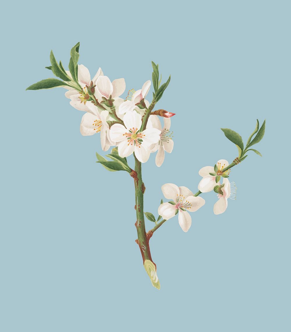 Almond tree flower from Pomona Italiana illustration