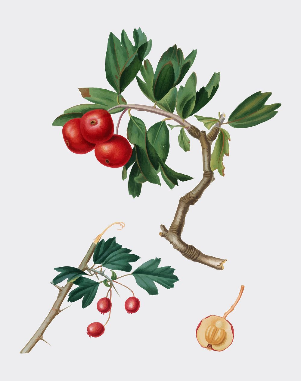 Red thorn-apple from Pomona Italiana (1817-1839) by Giorgio Gallesio (1772-1839). Original from New York public library.…