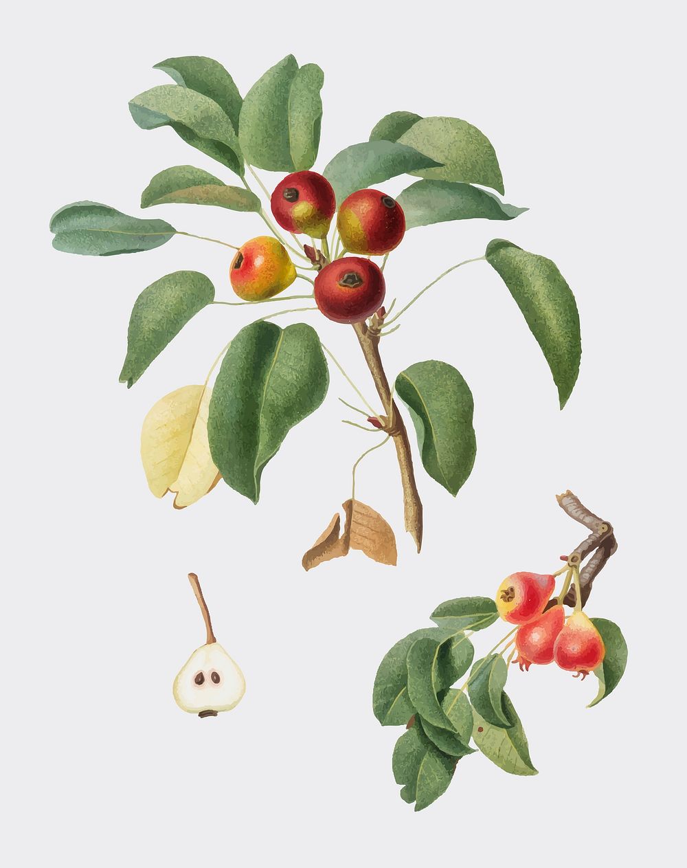 Musky pear from Pomona Italiana (1817-1839) by Giorgio Gallesio (1772-1839). Original from New York public library.…