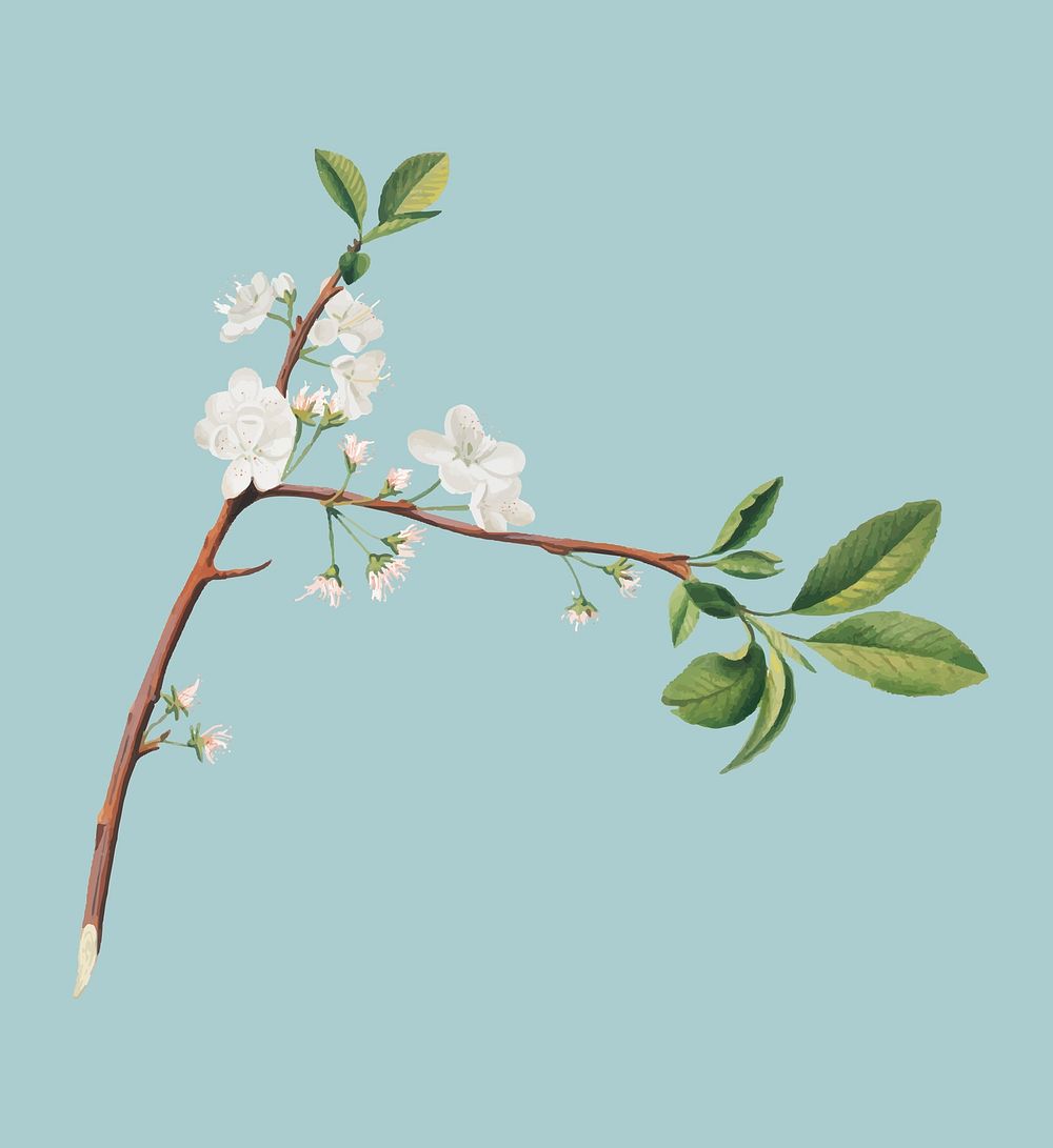 Flower of Plum from Pomona Italiana illustration