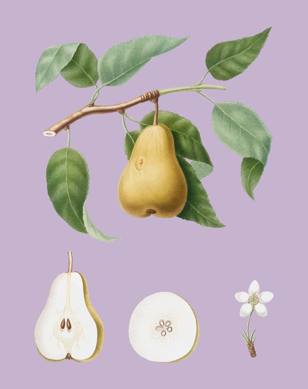 Pear from Pomona Italiana (1817-1839) by Giorgio Gallesio (1772-1839). Original from New York public library. Digitally…