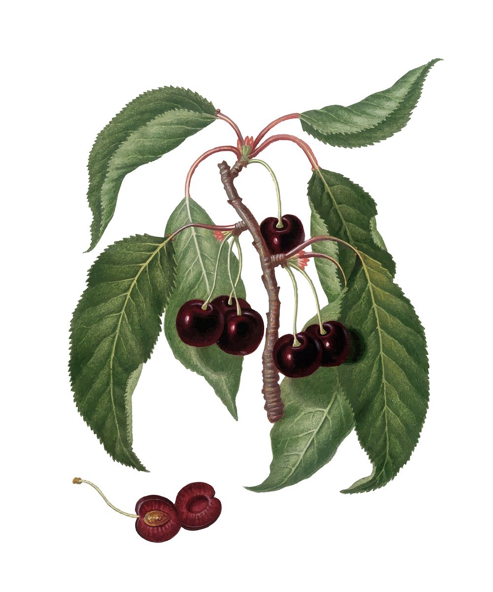 Hard-fleshed Cherry from Pomona Italiana (1817 - 1839) by Giorgio Gallesio (1772-1839). Original from New York public…