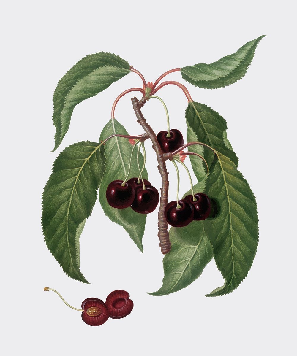 Hard-fleshed Cherry from Pomona Italiana (1817 - 1839) by Giorgio Gallesio (1772-1839). Original from New York public…