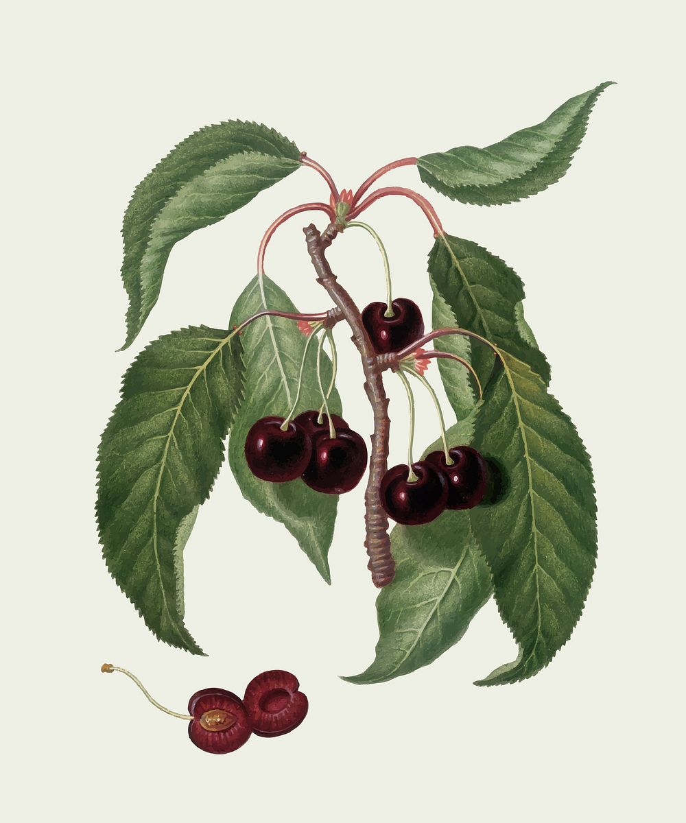 Hard-fleshed Cherry from Pomona Italiana illustration