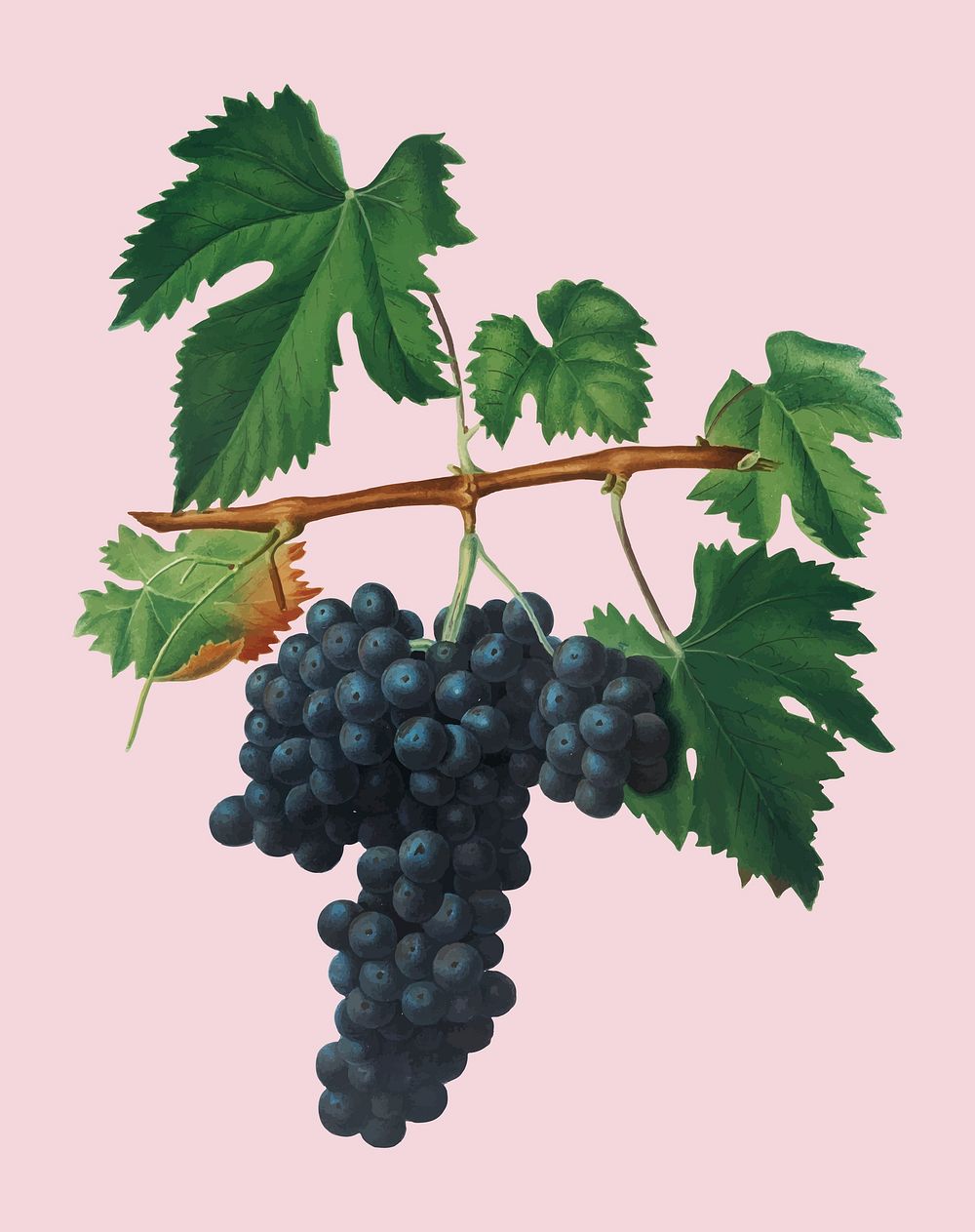 Lacrima grapes from Pomona Italiana illustration