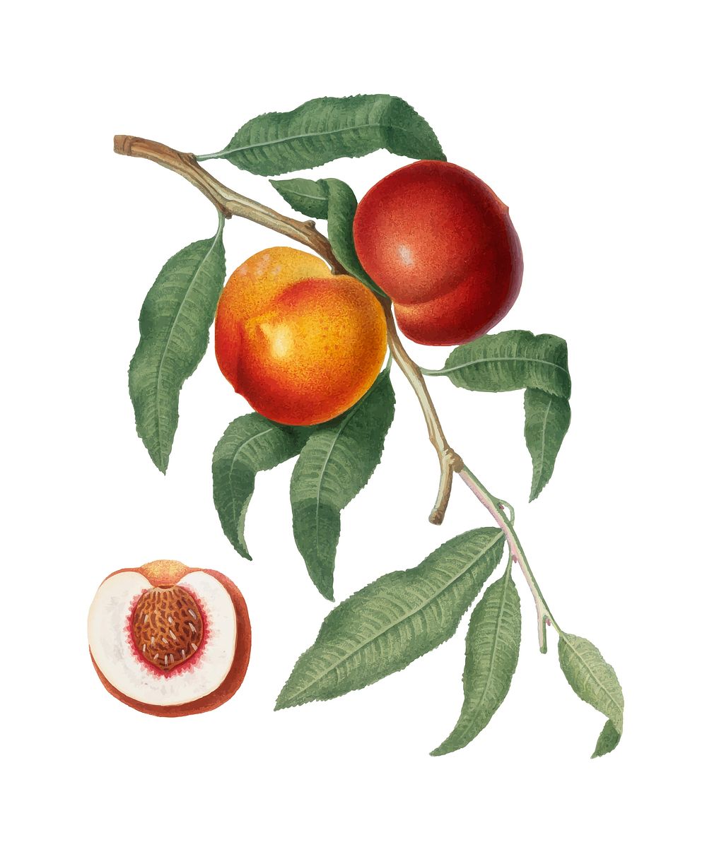 Walnut Peach from Pomona Italiana (1817-1839) by Giorgio Gallesio (1772-1839). Original from New York public library.…
